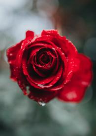 浪荡玫瑰园_最新章节