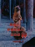 黄皮子问你像人像神怎么回答