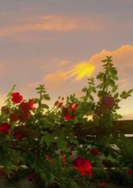 病爱摇篮曲(,现代,含父女)